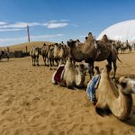 Camels at Xiangshawan