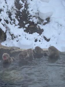 長野県での雪の猿