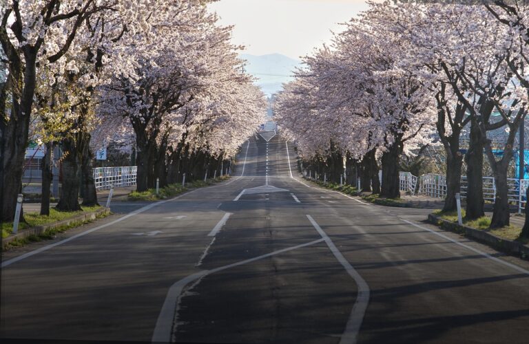 China-Cherry-Language- japanese road with pink