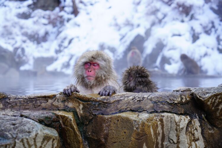 nagano-Japan-Snow-Mountains monkeys in japan snow