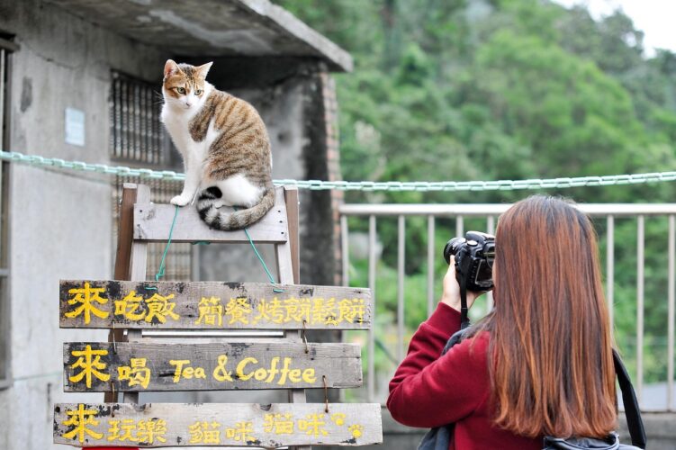 cat-Taiwan-china-manderin