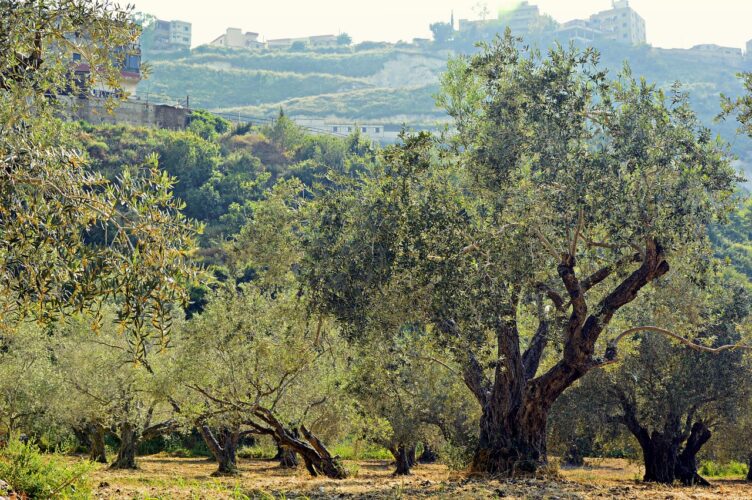 olive-trees-Language-jordan-scholarship