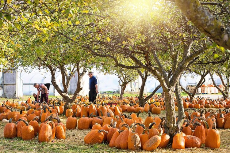 pumpkins-8353577_1280