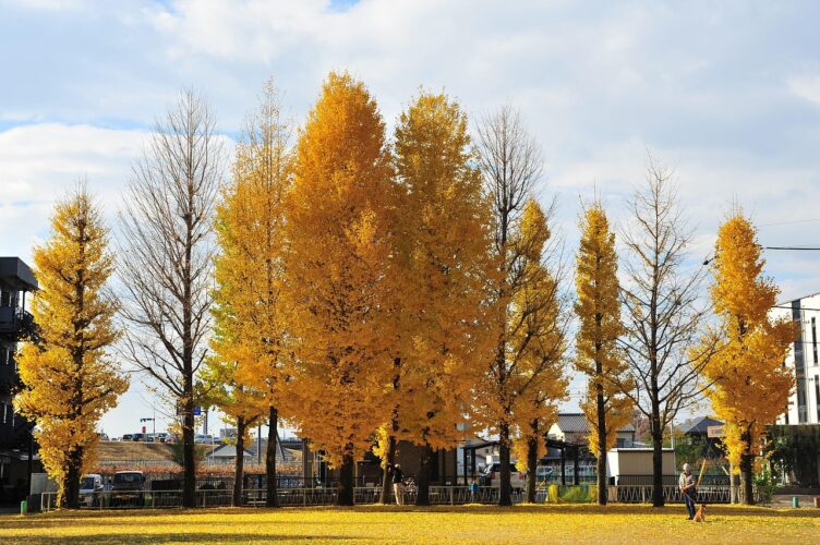 gingko-language-japan-language tree in japan