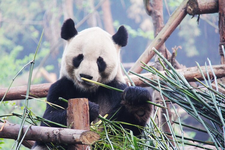 black-and-white-panda-language-study-china-reion