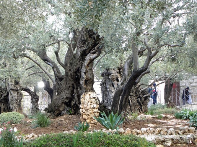 gethsemane-language-isreal-language-study