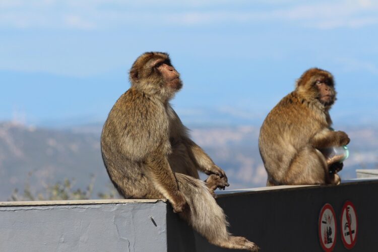 monkeys-Language-Gibraltar-study-money