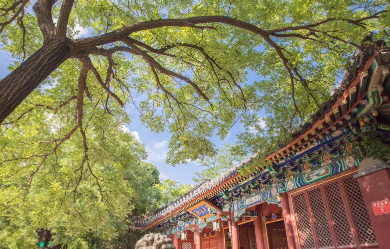 peking-university-language-china-study trees in china