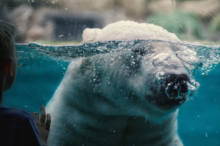 polar-bear-Language-study-zoo-germany-