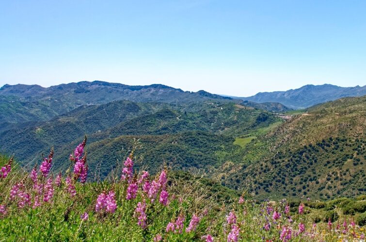 spain-Language-forest