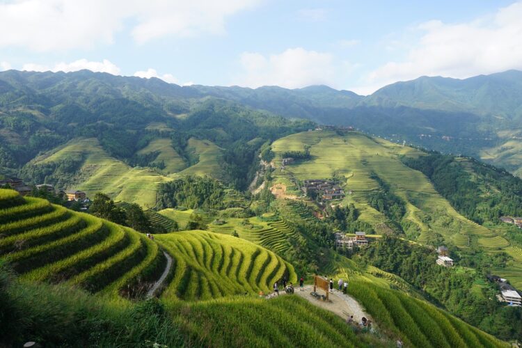 terraced-fields-language-study-china-fields-park-rice