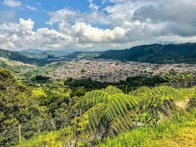 trees-language-study-jump-trees-language-spanish